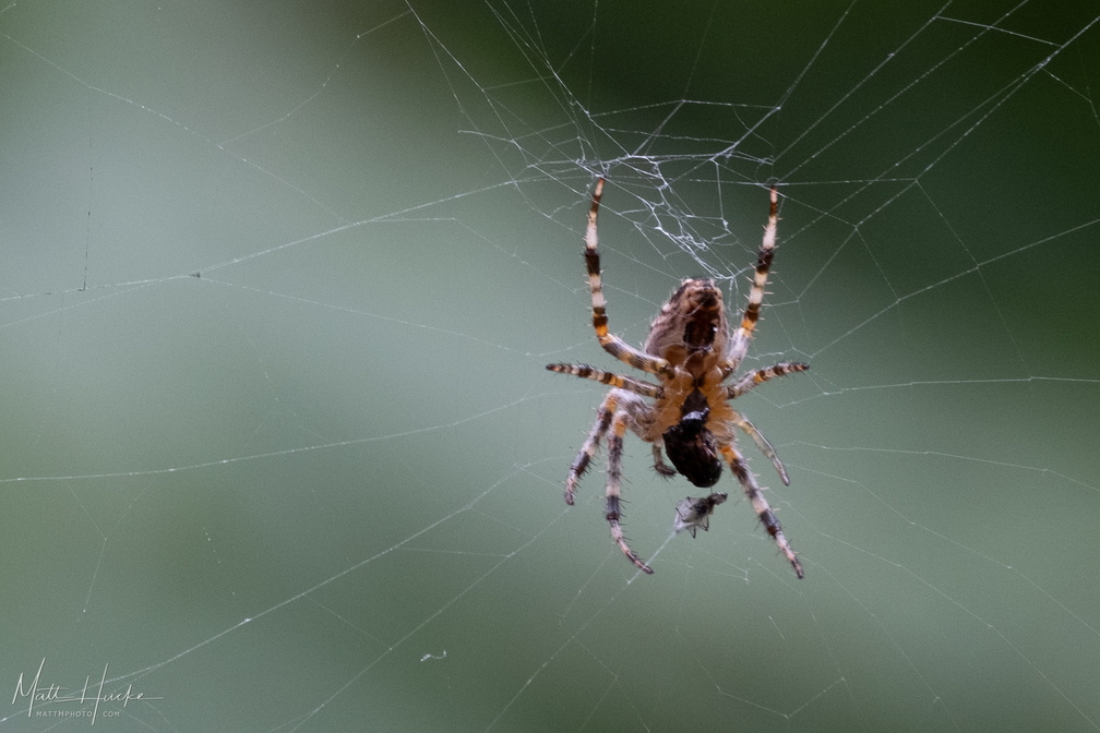 Spider & snack