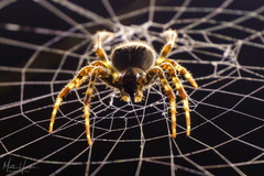 Araneus diadematus