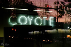 coyote