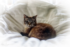 Queen Maude I on the Throne of Down