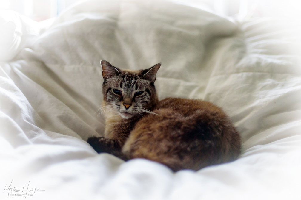 Queen Maude I on the Throne of Down