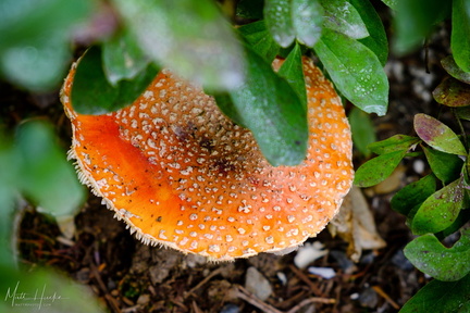 rainier fly agaric