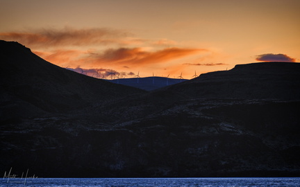 Wild Horses on the Columbia