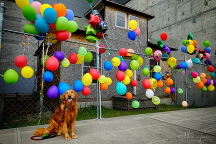 Ballard "Up" House