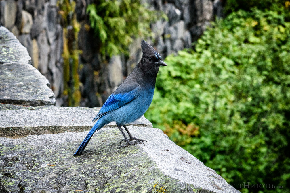 Jay, walking