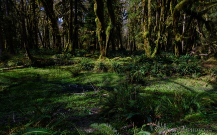 This is the forest primeval, the murmuring pines and the hemlocks.