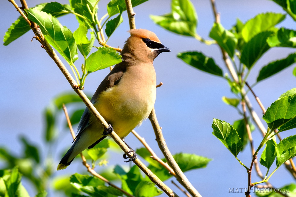 Cedar Waxwing