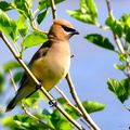 Cedar Waxwing