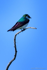 Violet Green Swallow