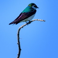 Violet Green Swallow