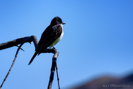 Eastern Kingbird