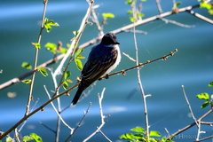 Eastern Kingbird