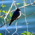 Eastern Kingbird