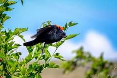 Red Winged Blackbird