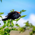 Red Winged Blackbird