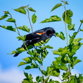 Red Winged Blackbird