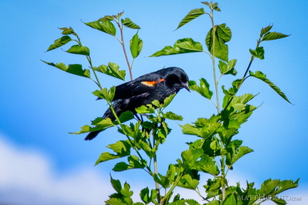 Red Winged Blackbird