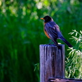 Robin on a post