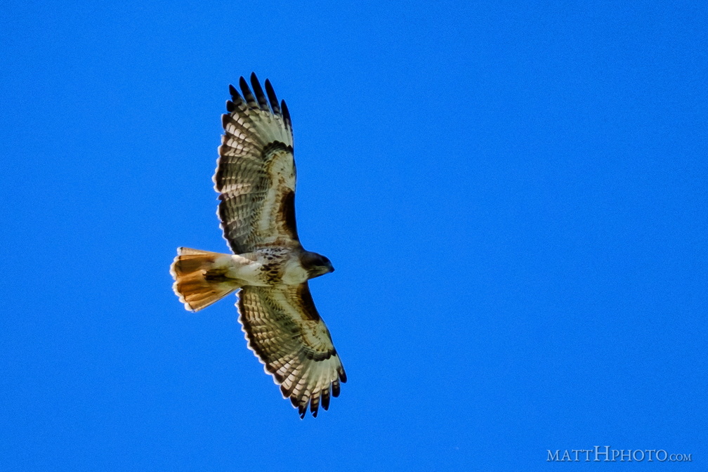 Above us, Osprey