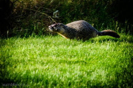 Marmot