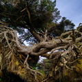 Kalaloch Tree Cave