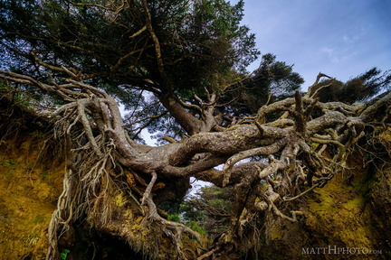 Kalaloch Tree Cave