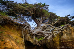 Kalaloch Tree of Life