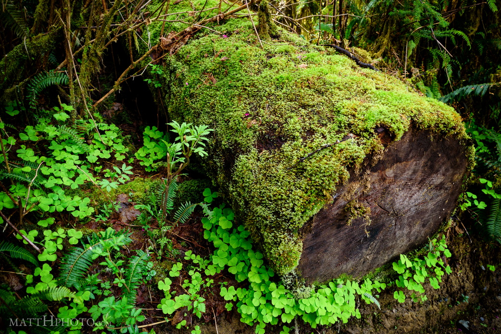 Green is the log