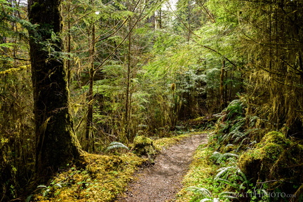 Gatton Creek Trail