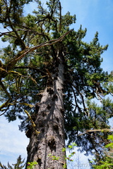 Lake Quinault Spruce