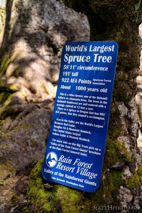 Lake Quinault Spruce