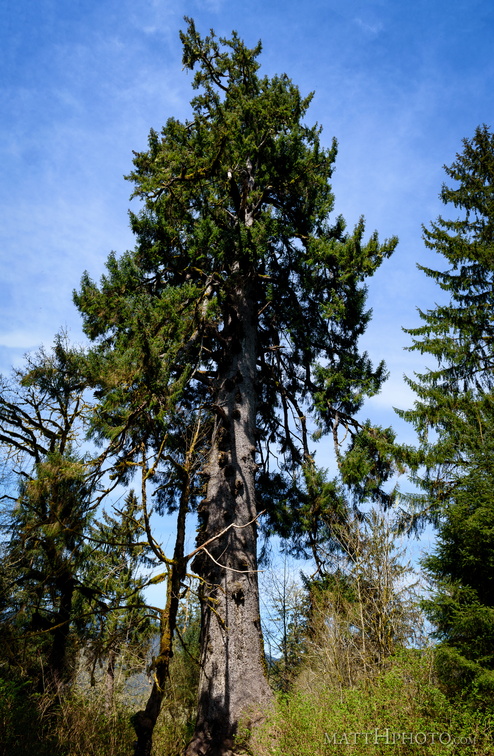 Lake Quinault Spruce