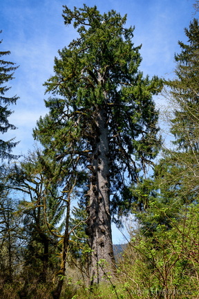 Lake Quinault Spruce