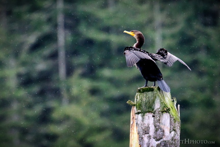 Double crested cormorant