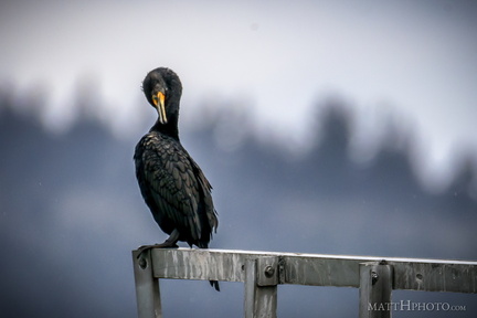 Double crested cormorant