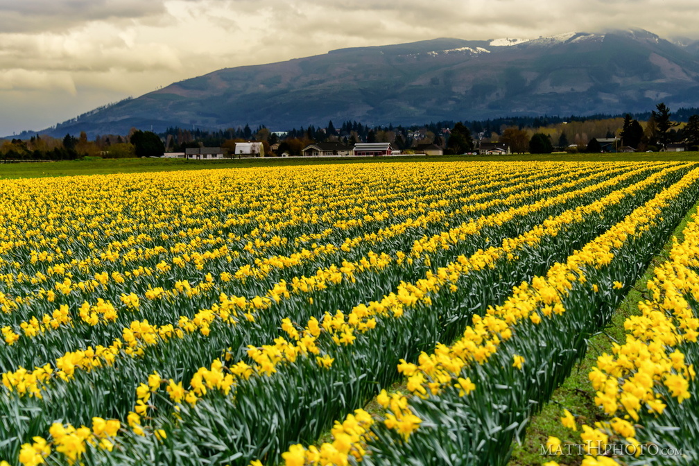 Valley of the Daffodil