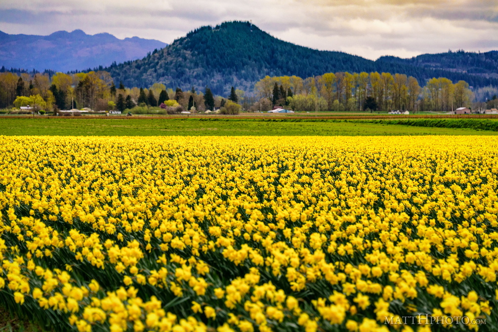 Valley of the Daffodil