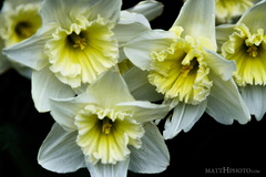 Valley of the Daffodil