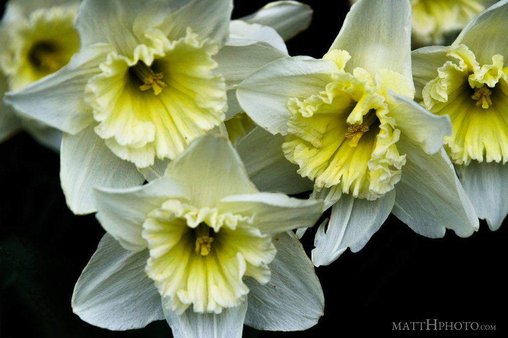 Valley of the Daffodil