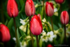 Tulips 2017