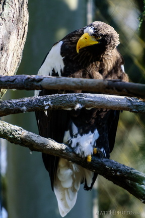 Steller's Sea Eagle