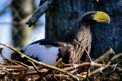 Steller's Sea Eagle