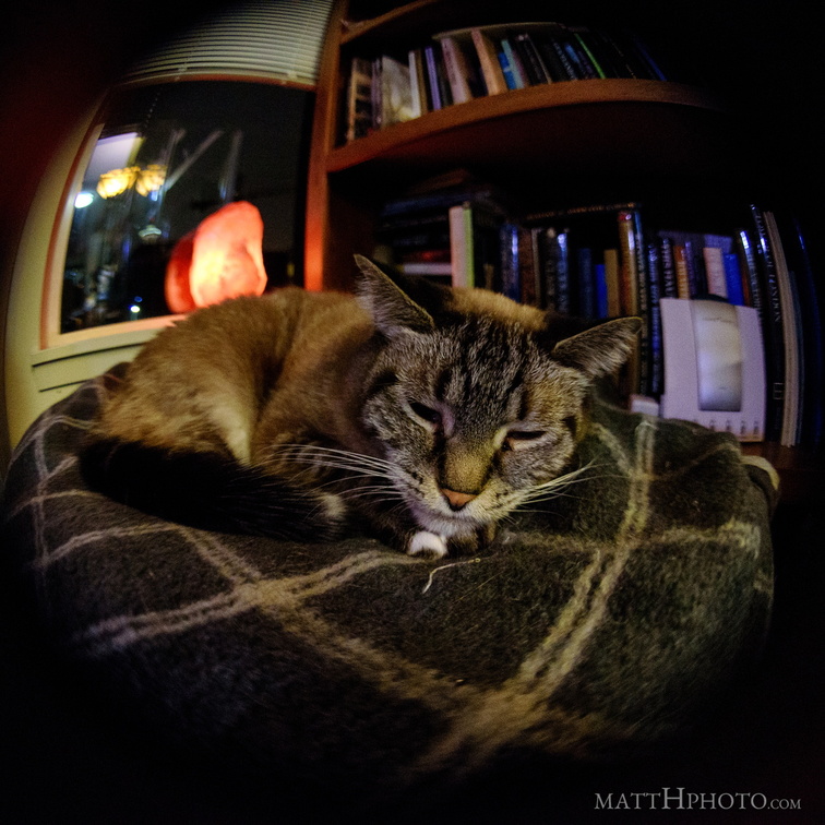 Fish eye kitty