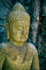 Buddha in the Seattle Landscape