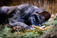 Gorilla nap