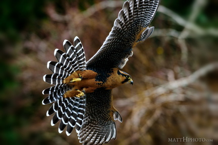 Aplomado falcon