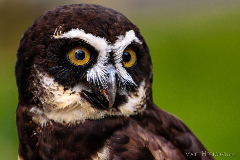 Spectacled Owl