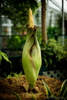 I'm just a boy, standing in front of a corpseflower, asking it to open for me.