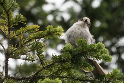 Rainier resident