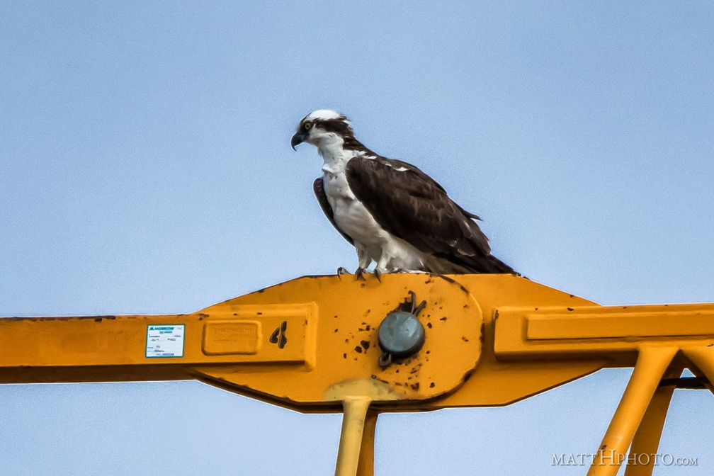 Cranebird